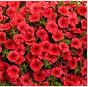 Снимок экрана 2025-12-20 193259_300x300